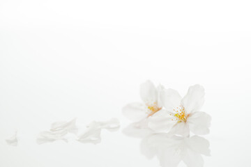 Fototapeta premium 桜の花びら