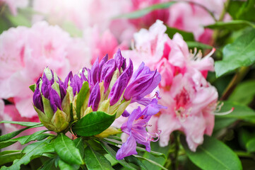 close up of Rhododendron pink flower with sun light in the morning through the flower in pink color.