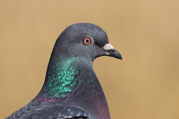 Close up head and shoulders of a wild pigeon, rock dove (Columba livia).