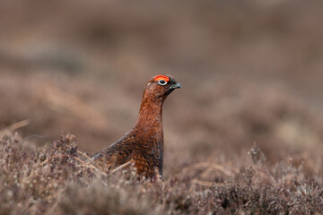 Naklejka na ściany i meble Red Grouse (Lagopus lagopus scotica) in the heather moorland of the Peak District