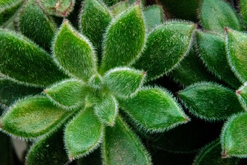 Macrofotografía. Planta suculenta