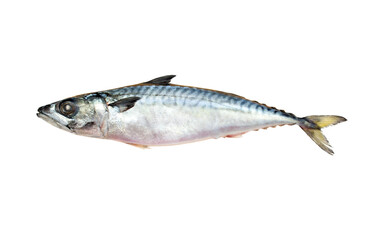 Fresh fish, mackerel on a white background.