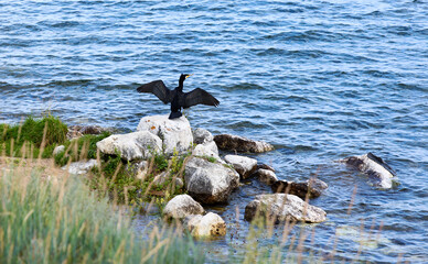 Great cormorant sits on stone, spreading wings