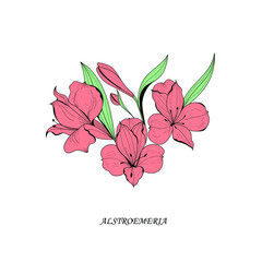 Botanical illustration. Alstroemeria flower. Multicolor vector illustration