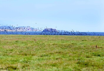 Flock of cormorants flies along coast, Lake Baikal