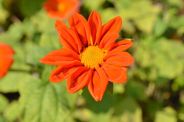 orange flower in the garden