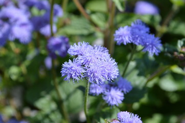 flowers in the field