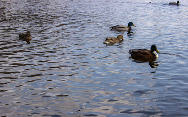 ducks in the lake