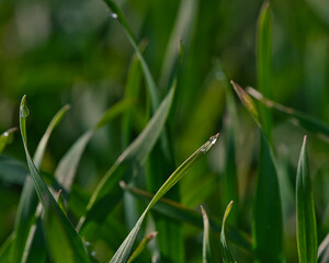 Gras mit Tau