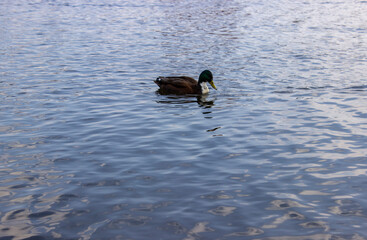 duck on the lake