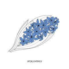 Botanical illustration. Hyacinthus flower. Multicolor vector illustration