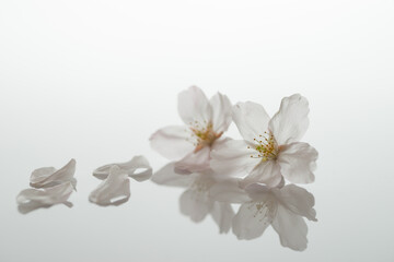 Fototapeta premium 桜の花びら