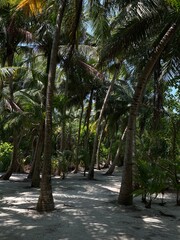 palm trees in the park