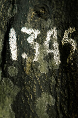 graffiti en la corteza de un árbol