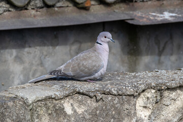 Collared dove of unusual pink and gray coloring on mottled concrete background. Scientific name - Streptopelia decaocto.