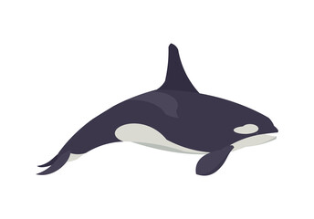 Flat orca. Killer whale. Vector illustration