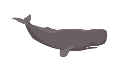 Flat sperm whale. Vector illustration