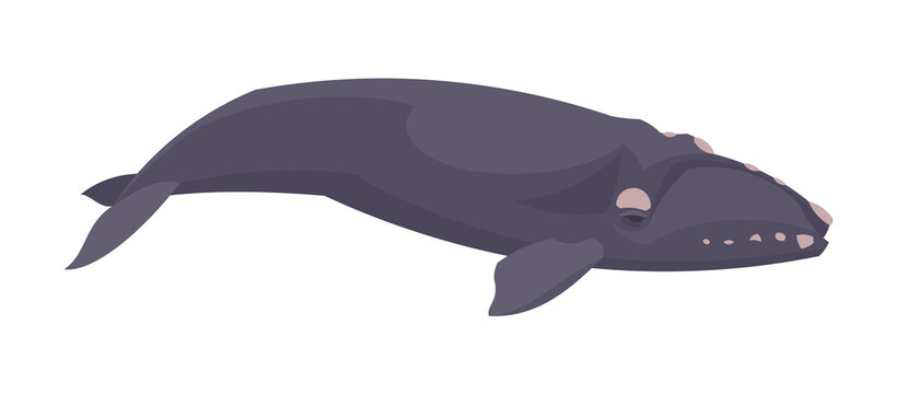 Flat humpback whale. Vector illustration