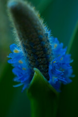 Flores celestes. Macrofotografía