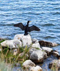 Great cormorant sits on stone, spreading wings