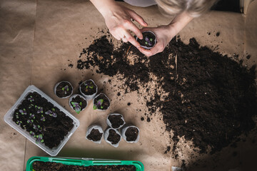 home plant growing concept. human hands transplant seedlings into separate containers with soil. homemade vegetables and herbs