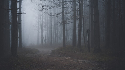 Leśna droga w gęstej mgle.