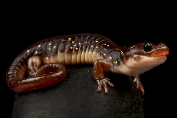 Arboreal salamander (Aneides lugubris)