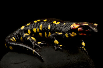Portugese fire salamander (Salamandra salamandra gallaica)