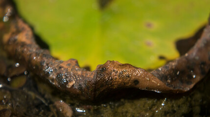 Macrofotograf&iacute;a. Detalle de una planta.