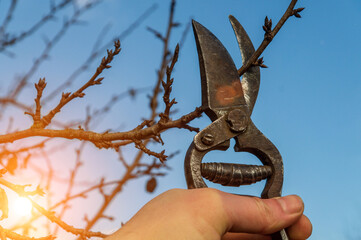 Garden work of spring. Farmer hand prunes and cuts branches of a tree in the garden with pruning shears or secateurs in spring. Man pruning tree with clippers. Spring cut tree close up.