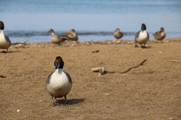 冬の福島県猪苗代湖の志田浜の風景。磐梯山や白鳥やカモ。