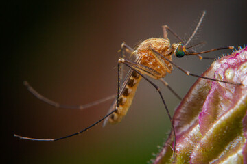 Avoid mosquito Itchy, irritating bites and diseases transmitted by mosquitoes, starting by clean up around your house from rubbish and puddle of water