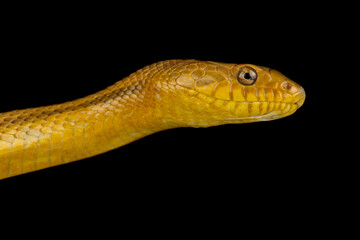 Eastern Ratsnake (Pantherophis alleghaniensis)
