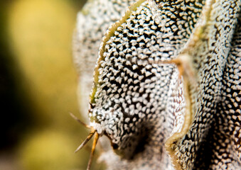  Macrofotografía de un cactus