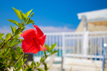 Portrait picture of Hibiscus with Okinawa cityscape in Okinawa, Naha, Japan - obrazy, fototapety, plakaty