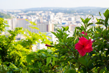 Portrait picture of Hibiscus with Okinawa cityscape in Okinawa, Naha, Japan