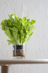 bunch of the lettuce salad