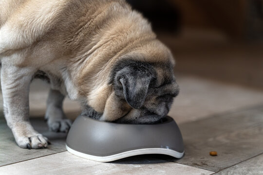 elderly beige pug eats food from a gray bowl