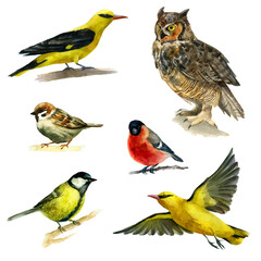 Watercolor illustration, set. Birds. Oriole, sparrow, owl, snigir and tit. Watercolor drawing.