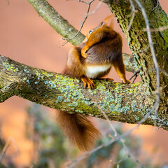 Squirrel sits on a tree and scrathes its back, close up, blurred background
