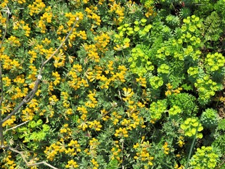 yellow flowers background