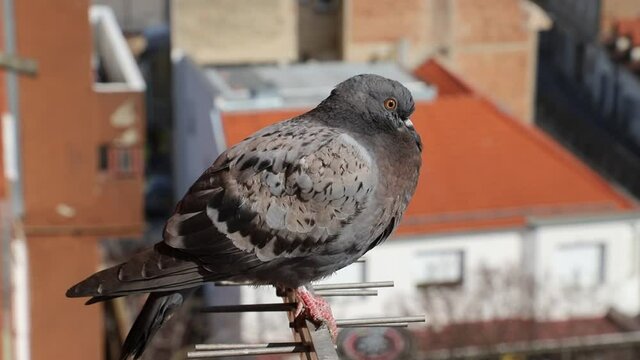 A pigeon sits on a television antenna and watches the city