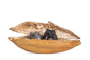 Cute black and blue baby Campbelli hamsters, sitting in dried kapok fruit shell. Looking naughty over edge towards camera. Isolated on white background.