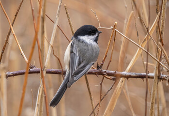 black capped chickadee is perched on a thorn bush