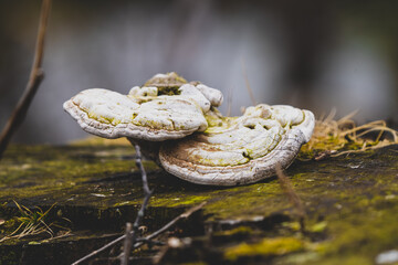 forest mushrooms grow on an old tree stump in the woods