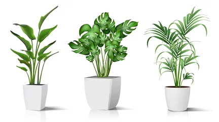 Tuinposter Collection of 3d realistic vector icon illustration potted plants for the interior. Isolated on white background. © Real Vector