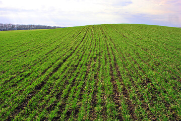 Field of green wheat (rye) rows on the hill, edge of oak trees line in horizon, cloudy sunny sky, spring in Ukraine © ArtoPhotoDesigno