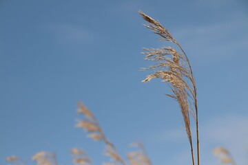 A close up of golden reed against the blue sky on a wonderful sunny day. Lots of copy-space.
