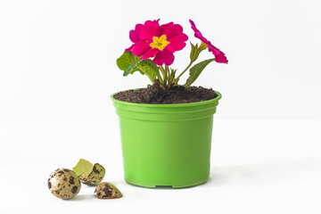 Easter holiday and spring concept. Purple primula in flower pot and quail egg on white background