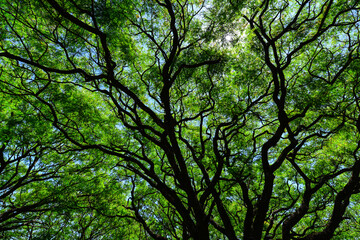 Vein like silhouette of the branches and leaves of a big tree in the city of Salta, Argentina